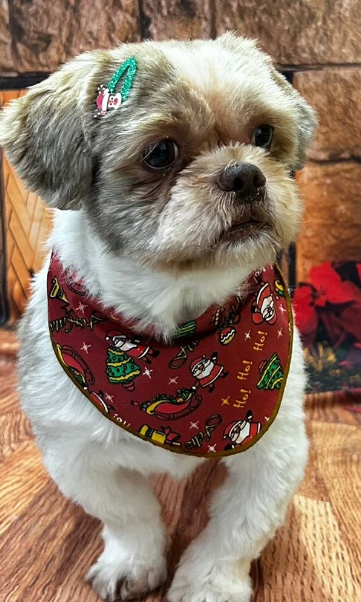 Pet na PetKelo