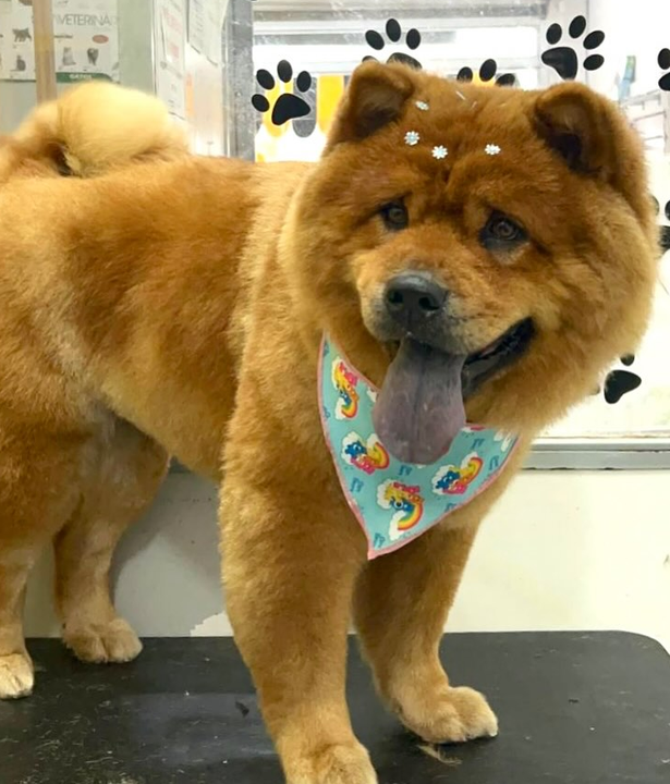 Pet na PetKelo