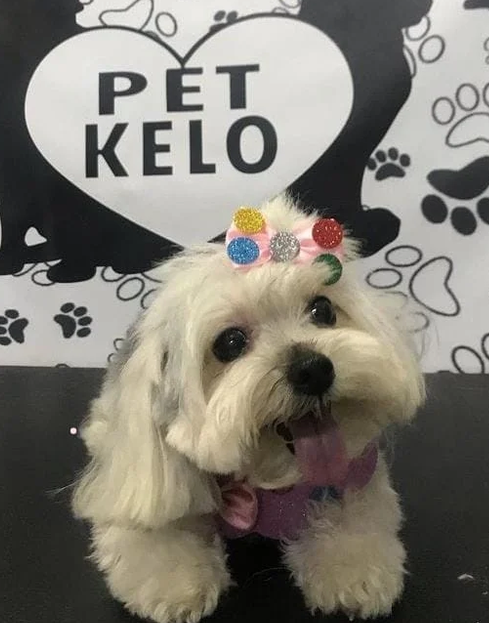 Pet na PetKelo